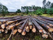 Hout de dief! Twee mannen bij Norg aangehouden stelen van boomstammen