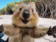 Foto waar je blij van wordt: schattige quokka verwelkomt toerist met open armen 