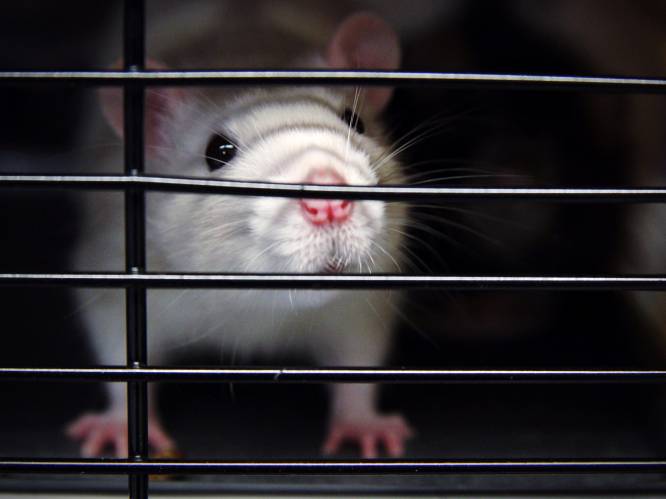 Mijlpaal in de wetenschap: onderzoekers zijn erin geslaagd een muis te maken met twee vaders