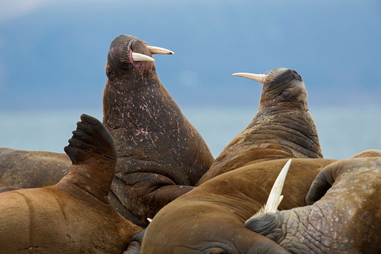 I trichechi maschi combattono tra loro a Spitsbergen.  Immagine Universal Images Group tramite Getty