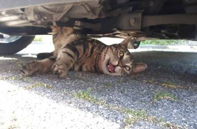 Kat Japie urenlang muurvast met pootje in motorblok in auto van Veenendaalse