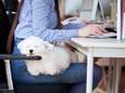 Trend gespot: heb jij al een kantoorhond?  
