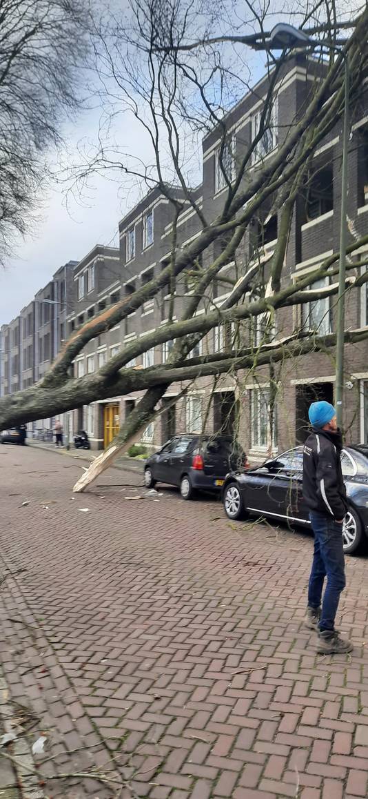 De omgevallen boom aan de Zuid-Willemsvaart in Den Bosch werd vrijdag alweer verwijderd.