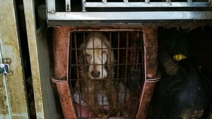 Nederlandse politie bevrijdt 28 verwaarloosde honden uit bestelbus