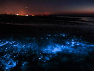 Kust van Nieuw-Zeeland kleurt felblauw door lichtgevend plankton