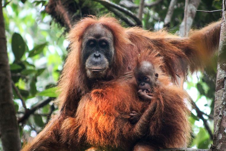 De Borneose orang-oetan. Beeld EPA