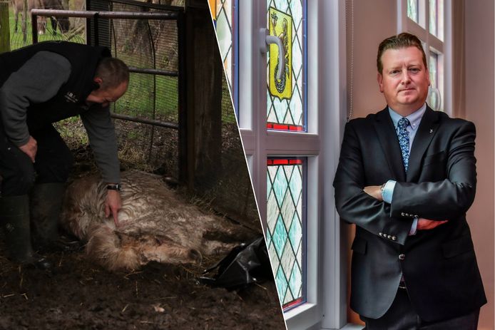 Pony Lowieke overleed aan de bijtwonden van twee honden. Burgemeester Jurgen Bauwens (CD&V) bevestigt dat de honden in bewaring werden gegeven aan de politie.