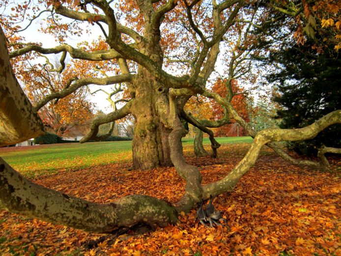 dit-zijn-de-10-mooiste-bomen-van-overijssel-regio-tubantia-nl