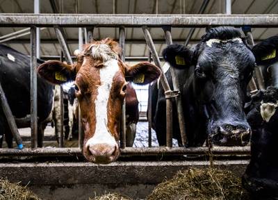 Grote zorgen in Bakel om uitbreiding kalverhouderij van 2000 naar 2900 dieren