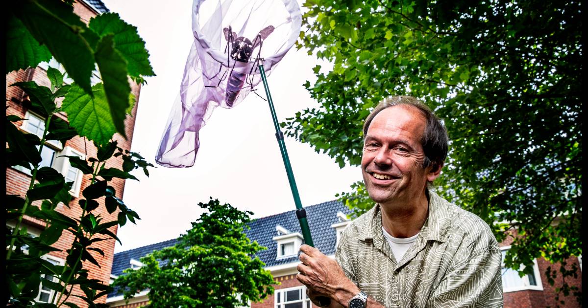 Gevaarlijke Tijgermug Duikt Weer Op Ook In Aalten Binnenland Tubantia Nl