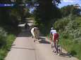 Koeien hinderen Niki Terpstra in Bretagne Classic, Cosnefroy verslaat Alaphilippe