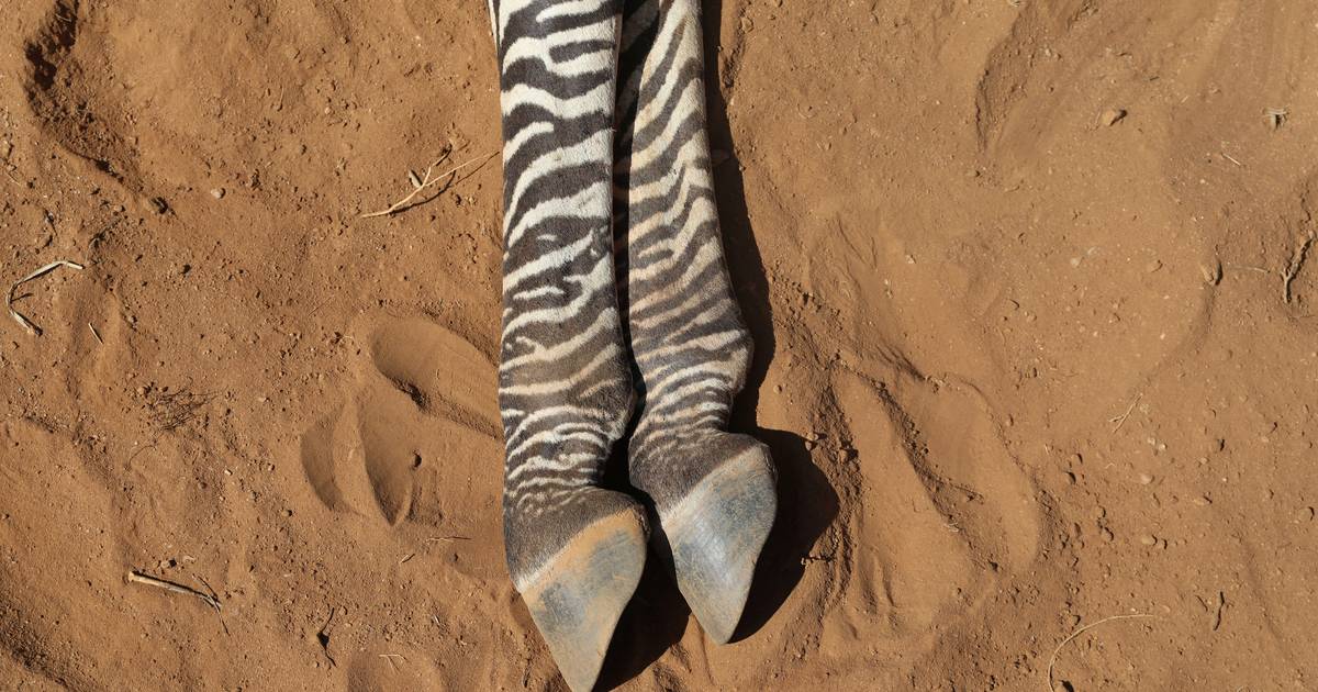 Almeno il 2 per cento delle zebre più rare del mondo è morto a causa della siccità in corso in Kenya |  gli animali