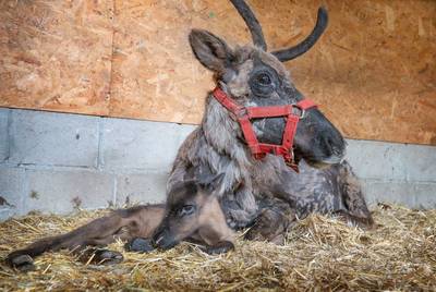 Knuffelig, klein en schattig rendier geboren in Raamsdonk: ‘Dit is wel heel bijzonder’