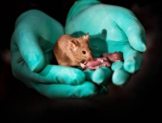 Chinese wetenschappers creëren muizen met twee moeders, zonder vader