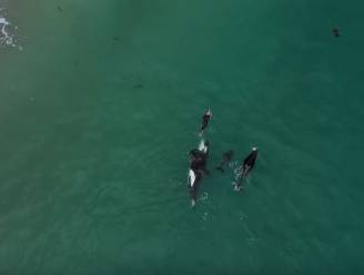 Prachtige beelden: orka’s zwemmen eindje mee met Nieuw-Zeelandse vrouw