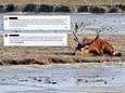 Gedeputeerde Flevoland met dood bedreigd vanwege afschot Oostvaardersplassen