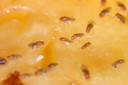 Fruitvliegjes.