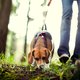 Dit is waarom je je hond de wandelroute zou moeten laten kiezen (en zo doe je dat)