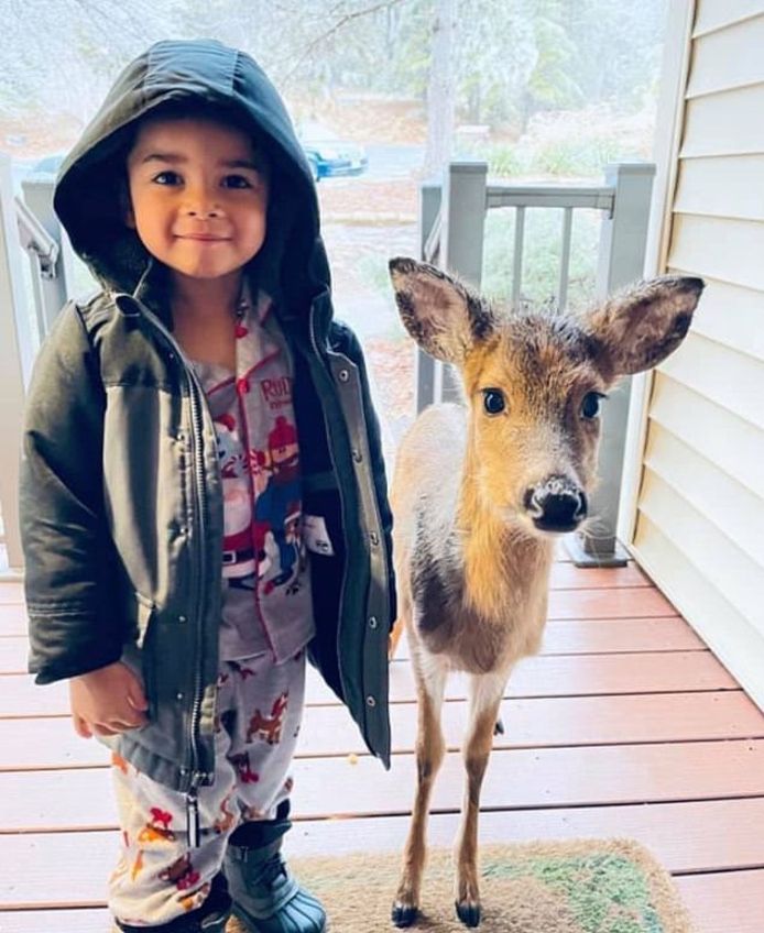 J Ouvre La Porte Et Mon Fils Est La Avec Un Faon Insolite 7sur7 Be