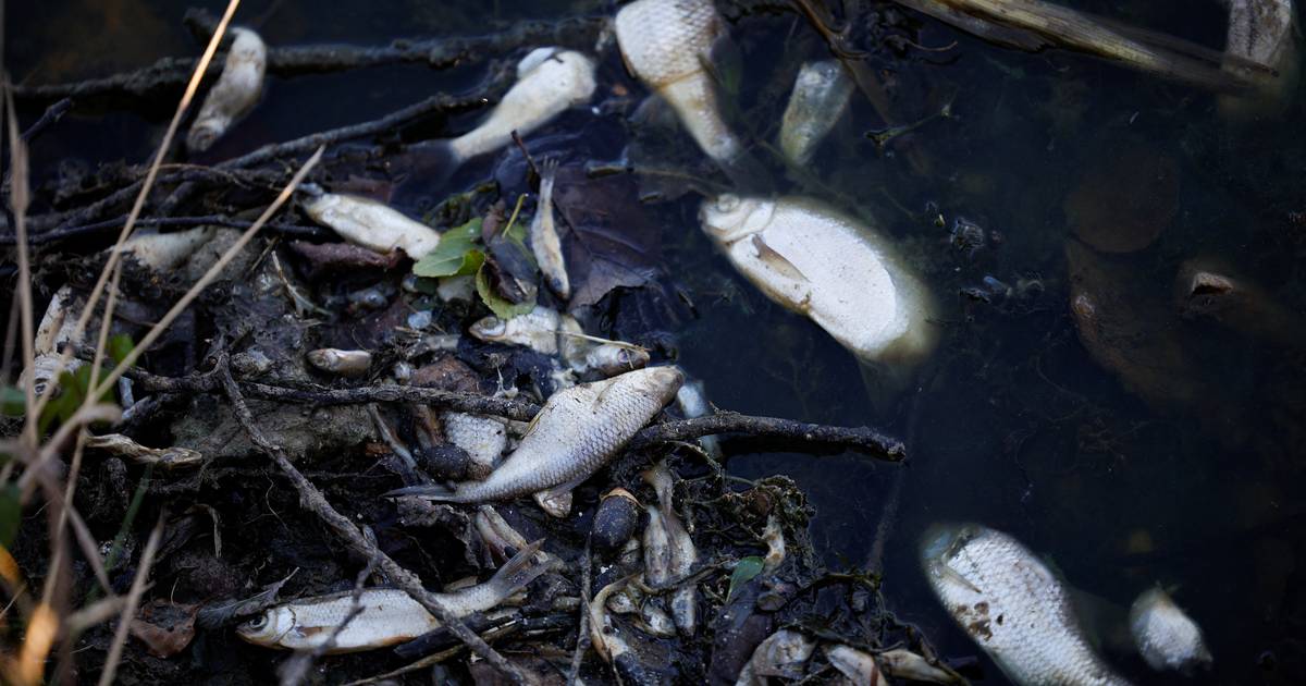 Польша расследует массовое убийство рыбы в реке на границе с Германией: «экологическая трагедия» |  животные