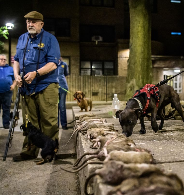 De burgerwacht Ryders Alley Trencher-fed Society - R.A.T.S. spoort ratten op met honden. Beeld AFP