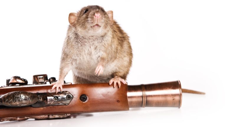 Man schiet zich voor de kop bij het doden van een muis | Bizar | HLN