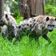 Vrouwelijke dominantie hyena’s komt door steun van de groep