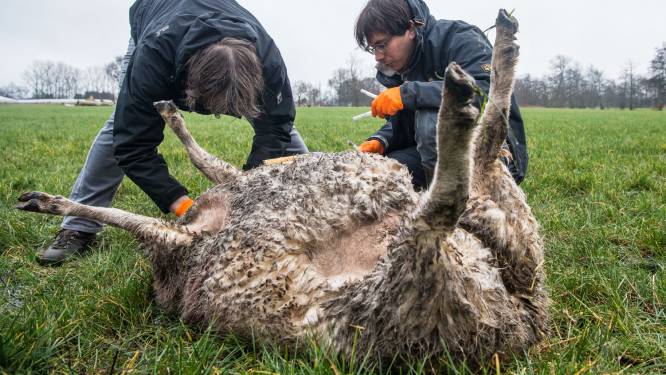 Wolf die twee schapen doodbeet, is wel degelijk Naya: "Ze leek helemaal niet schuw"