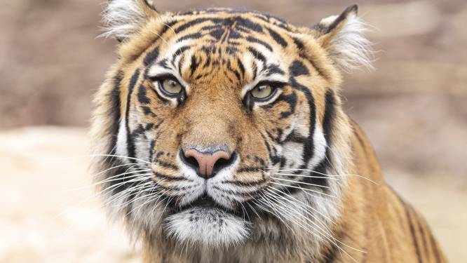 Twee Sumatraanse tijgers in Indonesische zoo herstellen van coronavirus