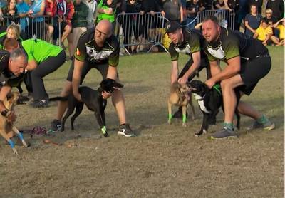 WATCH. 800 dogs (and their owners) participate in European Flyball Championships and it’s noisy: “Fantastic motivation for dogs”