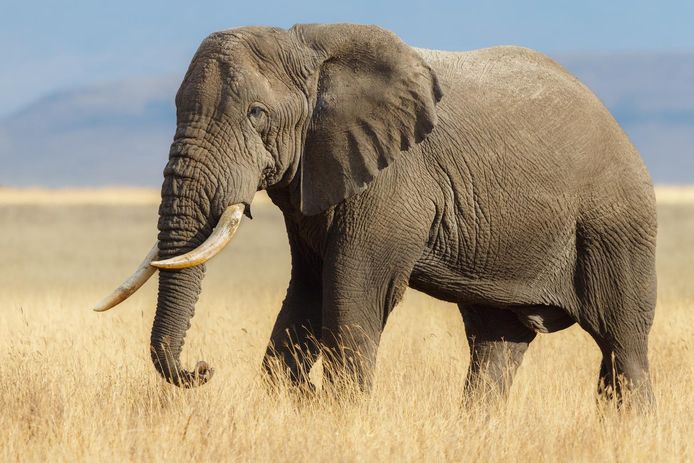 Afrikaanse olifanten hebben status van bedreigde en ernstig bedreigde diersoort