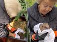 Prinses Beatrix laat egeltjes vrij op haar landgoed