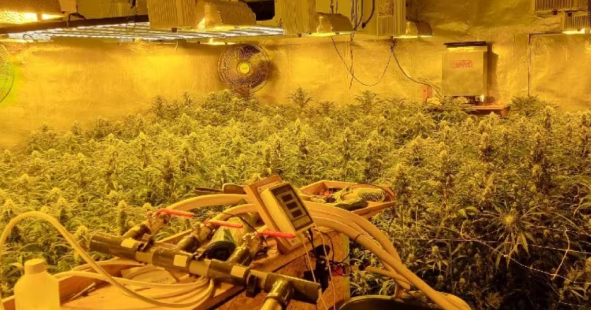 Hennepkwekerij met 300 planten in Wijdenes opgerold