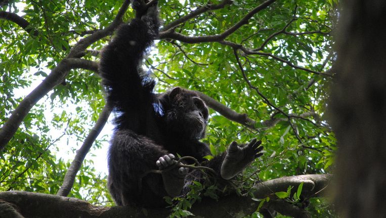Een chimpansee in een boom in Oeganda. Beeld David Samson