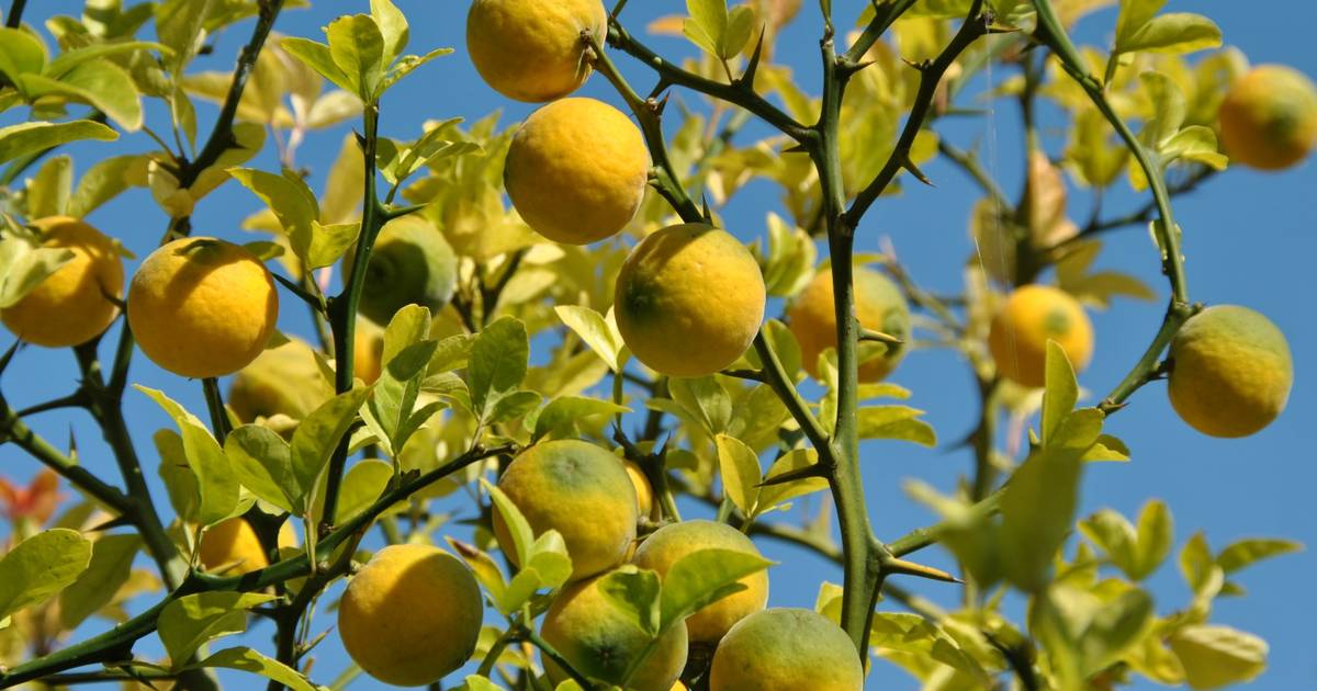 Quel type de citronnier vaut-il mieux acheter?  Et comment faut-il s’en occuper ?  Notre expert jardin vous conseille |  Mon guide