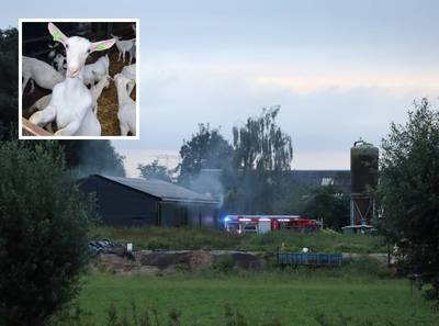 Hooibalen in lichterlaaie op geitenboerderij in Waspik, snelle actie van boer voorkomt erger
