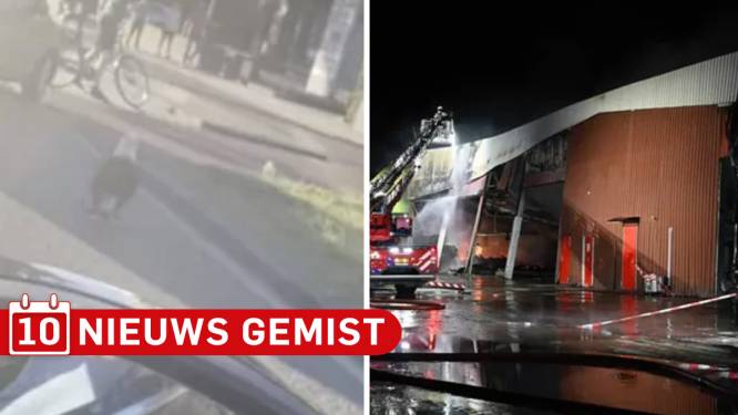 Gemist? Bedrijf in Almelo grotendeels verwoest door brand & automobilist spot Amerikaanse zeearend op de weg in Enschede