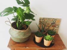 Voor een hip interieur haal je aardetinten en véél planten in huis