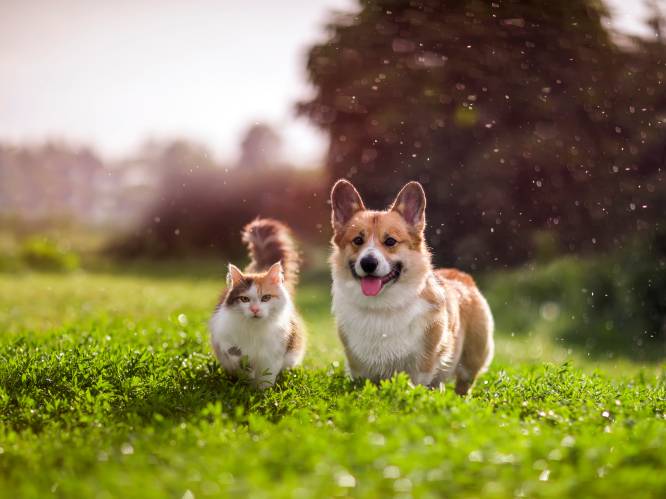 Zijn onze huisdieren slecht voor het milieu? “Een jaar lang je hond voeden komt overeen met een autorit van 3.677 km”