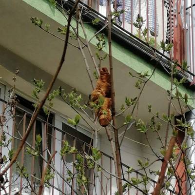 La protection animale appelée pour un animal inquiétant, qui s’est avéré être... un croissant