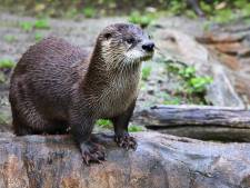 Na 65 jaar is de otter terug in de Biesbosch: ‘Bijzonder dat het gelukt is het dier te filmen’