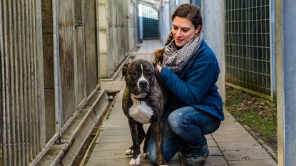 Dierenasielen weten geen raad meer met staffords