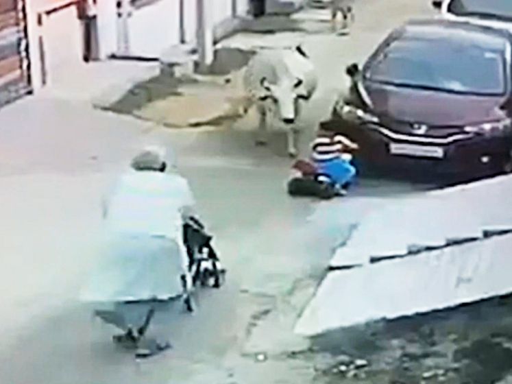 Kleuter op driewieler komt oog in oog te staan met koe, omstanders snellen te hulp