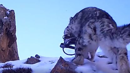 VIDEO: hartverscheurende beelden tonen sneeuwluipaard dat vastzit in klem