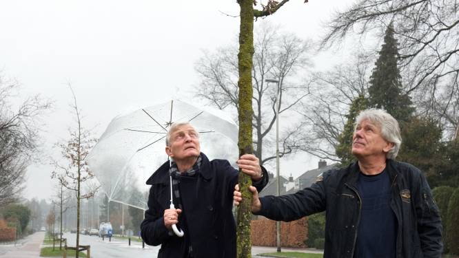 Zilveresdoorn keert terug in Huijghenslaan in Arnhem