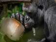 Antwerpse Zoo niet bang van extreme hitte: “Genoeg schaduw én frisse gebouwen”