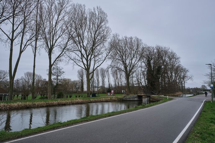 De bomen aan de Kortebuurt in Maassluis.