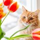 Kattenliefhebbers opgelet! Deze bloem is extreem giftig voor katten