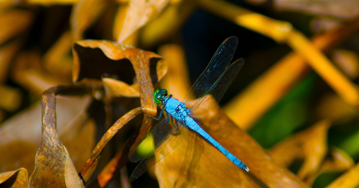 Hoe wetenschappers kevers, kakkerlakken en libellen besturen met ingeplante ... - De Morgen