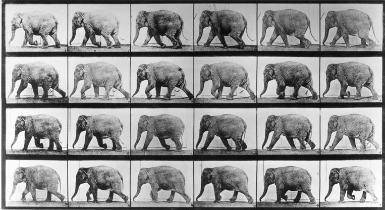 Edward Muybridge's bewegingsstudie uit 1887. Beeld Getty Images